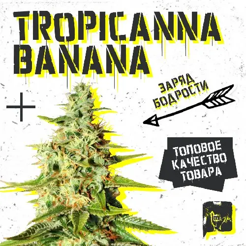 TROPICANNA BANANA