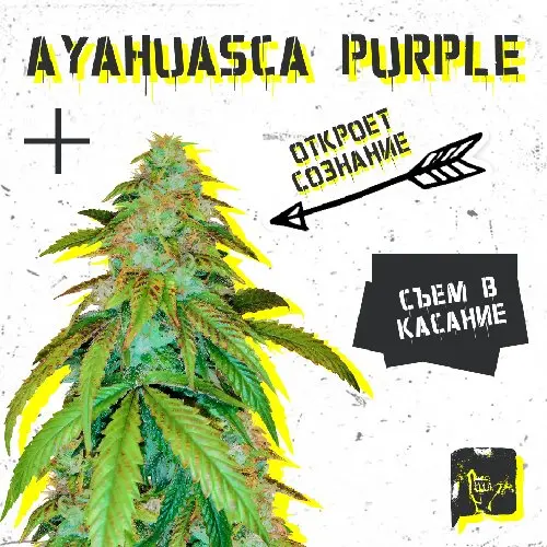 AYAHUASCA PURPLE